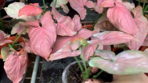 Panen baby syngonium orm nak red dan reporting syngonium pink perfection