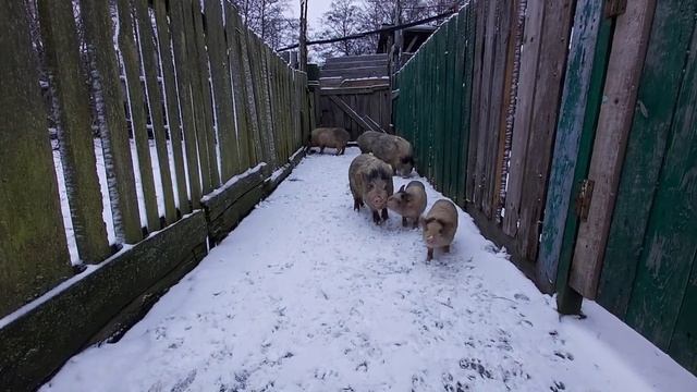 Вьетнамские Свиньи.  содержания, откорм,зимой