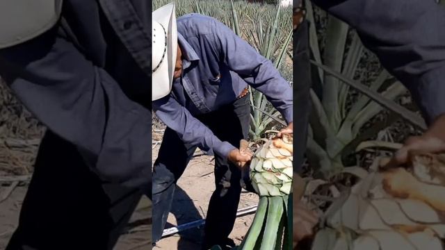 Maguey para el Bacanora de Sonora