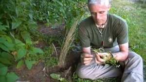 Foraging Edible Plants - Wood Sorrel | Wild Food