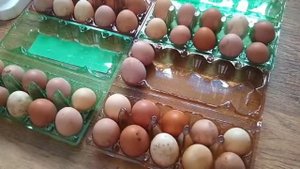 ЗАКЛАДКА КУРИНЫХ ЯИЦ В ИНКУБАТОР "НЕСУШКА 63" / ИНКУБАЦИЯ ЯЙЦА/