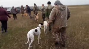 Экстерьер борзых собак ( Грейхаунд ), в Туркменском районе СК 2017г.