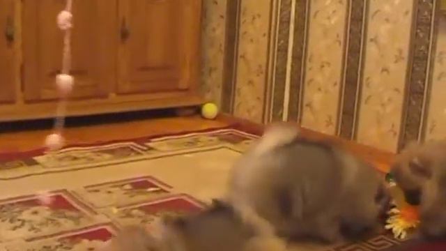 щенки шпица, питомник Изумрудный город смотреть онлайн