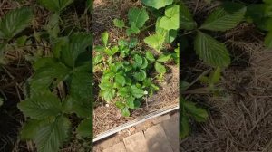 Что нужно сделать с земленикой в августе, что бы есть ягоды до ноября.