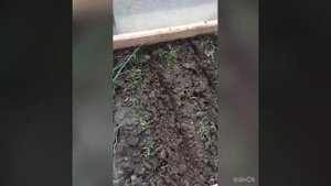 Мульчирование горячей травой
