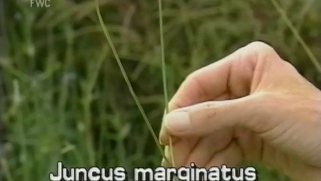 shore rush (Juncus marginatus syn. J. biflorus, J. aristulatus) смотреть онлайн