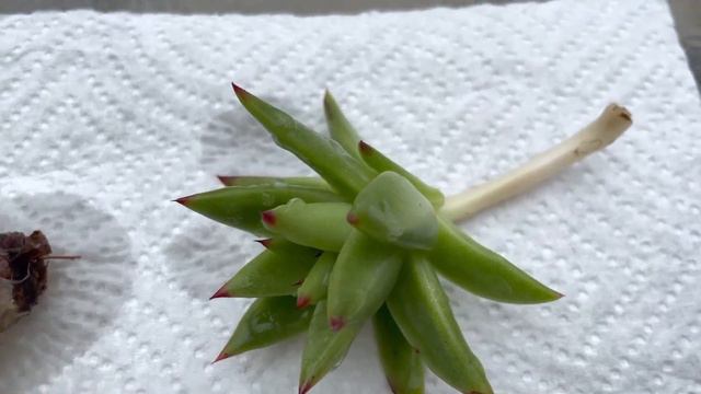 Easy way to Safe overwatered Succulent | Echeveria agavoides | Succulents by Vonny смотреть онлайн