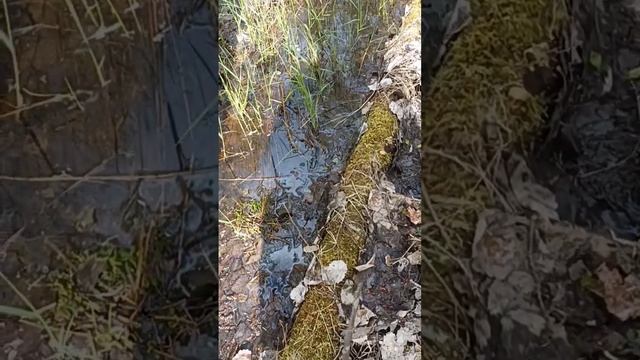 НАШЛА  НОВЫЙ  ВИД  СМОРЧКОВ.  Подскажите что за вид - розовый сморчок.