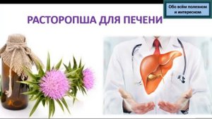Расторопша - лечебные свойства | Лечение высокого холестерина