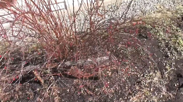 Сегодня на подоконниках, в саду  все ждут тепла. смотреть онлайн