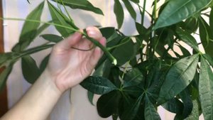 Пахира. Размножение черенками. Просто и быстро! Лучшее комнатное растение!