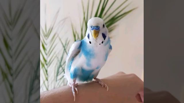 4 мифов о попугаях смотреть онлайн