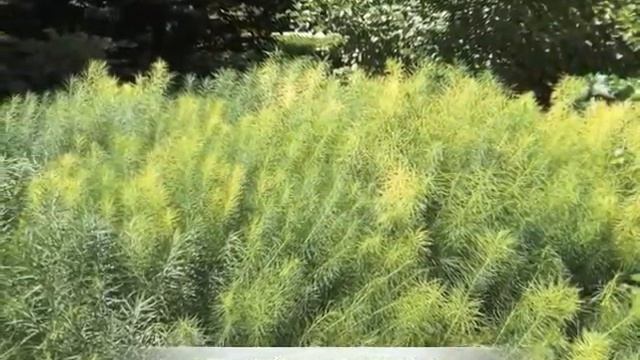 Amsonia hubrichtii Arkansas Blue Star смотреть онлайн