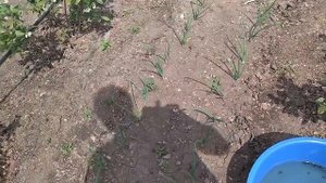 Цветет голубика - пора по грибы!