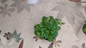 Хризантема мультифлора! Черенок собирается цвести ! Что делать?