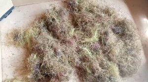 Кукурузные рыльца. Природный сжигатель жира.