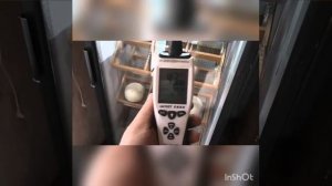 Разведение страусов плюсы