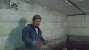 3 месяца откорма свиней. Вес поросенка. Горох для свиней.  Свиноводство.