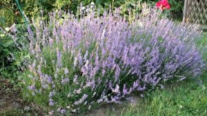 10-летний куст лаванды в Подмосковье. Английская или французская, какую выбрать?