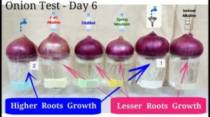 Onion Test with Mineralized Filtered Water, Alkaline Ionized Water, and 4 other types