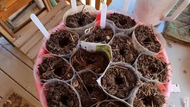 Посев кабачков и тыкв на рассаду для раннего урожая
