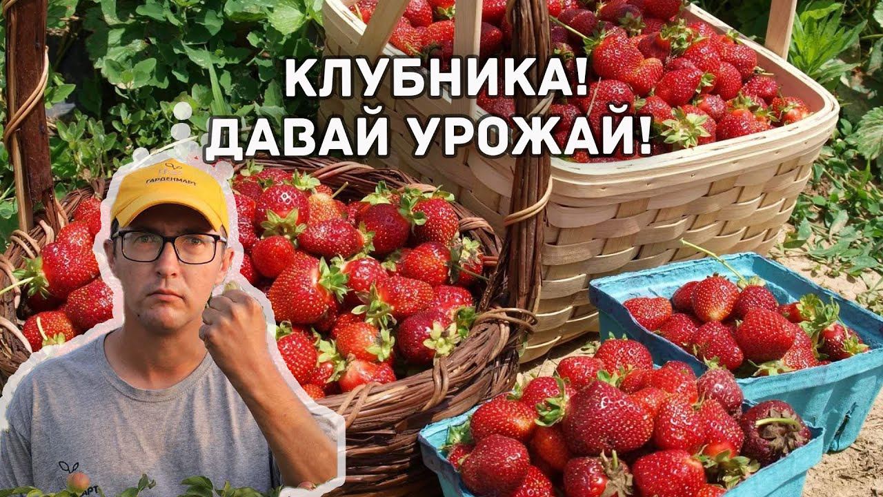 Как получить богатый урожай клубники