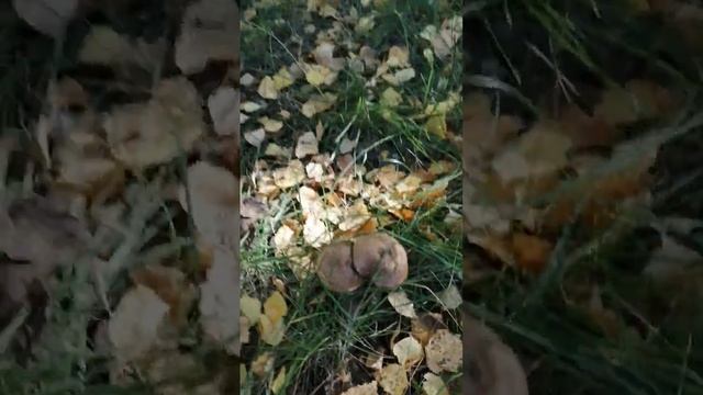 наткнулась на полянку подберезовиков смотреть онлайн