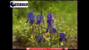 Ахмад Бобокулов/Солхои пешин/Гуфта буди ки мехмон мешави