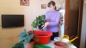 Пересадка бананов: musa super dwarf cavendish, musa tropicana.