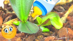 Детки орхидеи на сухих пеньках, спустя месяц. Это размножение Орхидеи фаленопсис?