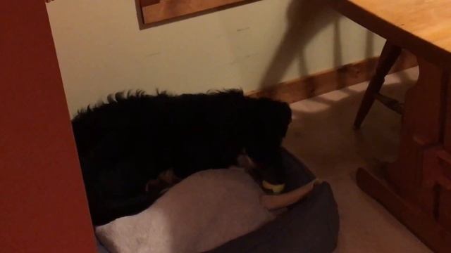 Kiba - first year with a puppy смотреть онлайн