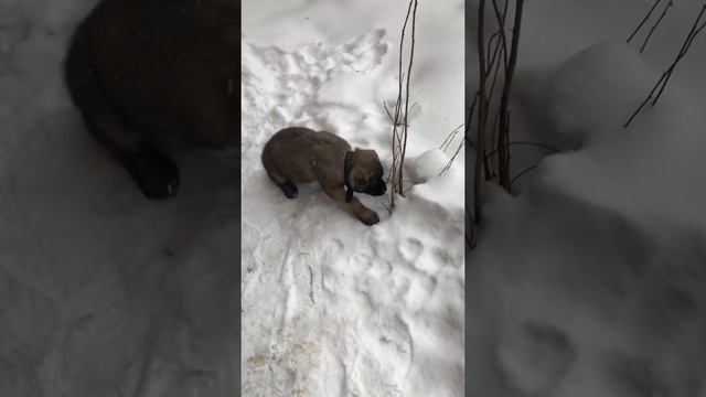 Армянский Волкодав Гампр Ахиллес 2 месяца! Первые прогулки!