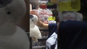 Какаду разговаривает