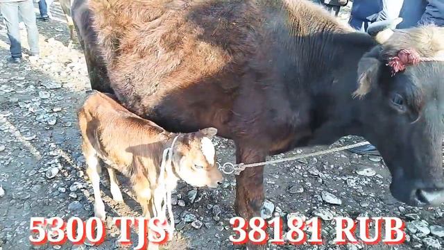 Мол бозор Регар / Мол бозор Пахтообод нархои Гови гусаладор ва гуножин