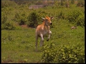 Гамбургер без прикрас