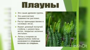 Царство растений. Характеристика, систематика растений