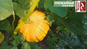 БЕЗ удобрений и подкормок. СУПЕРпростой способ получить красивые сладкие и хорошо хранящиеся тыквы.