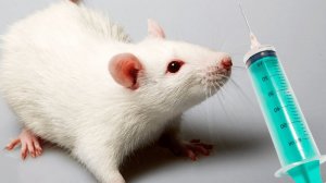 Чем Ваши дети хуже лабораторных крыс. Это не метафора: чем они действительно хуже этих крыс??