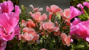 62   МЕЛОДИИ ЦВЕТОВ  ГОДЕЦИЯ