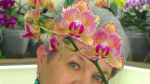 Какие бывают Орхидеи Фаленопсис? Мои ЗИМНИЕ цветущие орхидеи. Показываю на их примере...