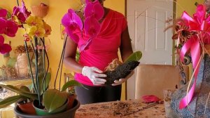 Phalaenopsis orchids crown rot || Care tips || I DO THIS||