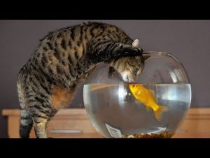 ЧЕМ МОЖНО ЗАРАЗИТЬСЯ ОТ АКВАРИУМНЫХ РЫБОК