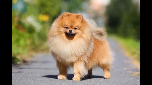 10 самых маленьких пород собак для дома