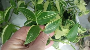 Комнатные цветы| Мои традесканции| 1 часть