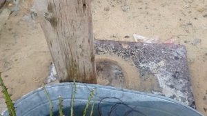 Посадочный материал питомник "Розовая клумба"