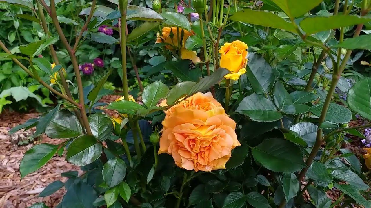 Подкормка. Розы ПАМПКИН ПАТЧ, ЧА-ЧА, САЛЛИ ХОЛМС, ФЛАММЕНТАНЦ, ГОЛДЕЛЬЗЕ 21.06.24г. смотреть онлайн