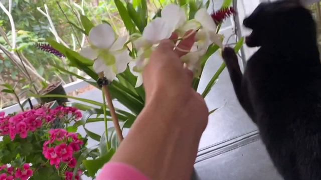 Shopping for beautiful orchids and what did I end up getting! смотреть онлайн