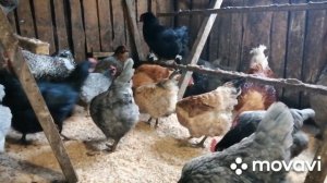 ПАВЕЛ НЕМОЛЯЕВ НЕ ДАЕТ МНЕ СПОКОЙНО ЖИТЬ!РАССКАЗАЛА ВСЕ МУЖУ!КОПЧУ САЛО В ДОМАШНЕЙ КОПТИЛЬНЕ БРАВО!