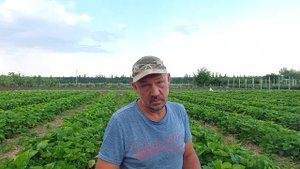 Сбор клубники Азия продолжается