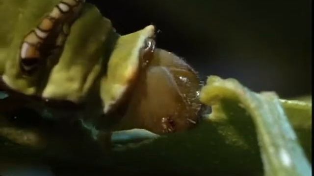 Ротовой аппарат насекомого смотреть онлайн